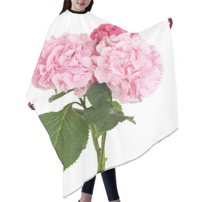 Personality  Bouquet Of Beautiful Hortensia Flowers On White Background Hair Cutting Cape