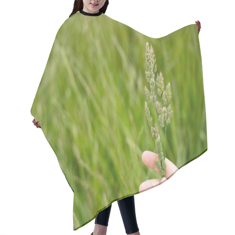 Personality  Farmer Holding Cocksfoot Grass Seedhead In Hand On A Farm  Hair Cutting Cape