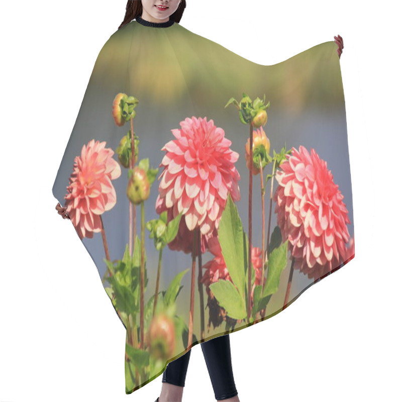 Personality  Red Asters Blooming In The Garden On A Sunny Summer Day Hair Cutting Cape