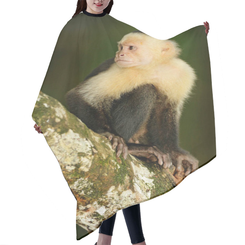 Personality  Black Monkey Sitting On Branch  Hair Cutting Cape