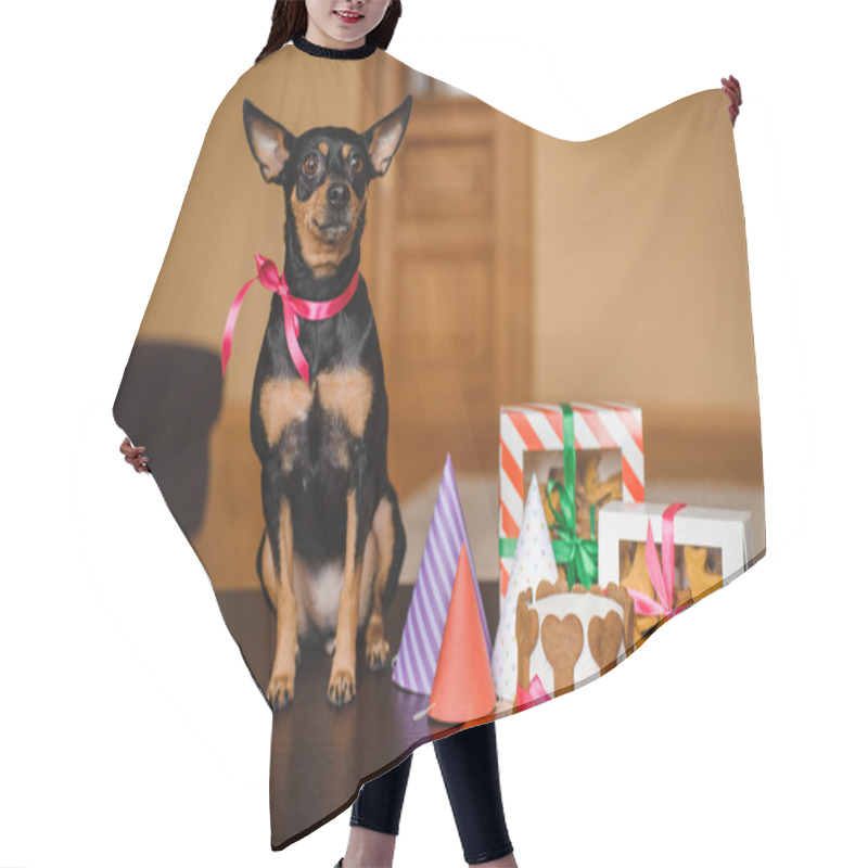 Personality  Toy Terrier And Dog Cake , Cookie In Boxes With Birthday Hat  Hair Cutting Cape