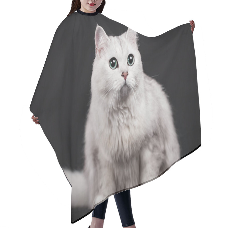 Personality  Mixed-breed Cat On Black Hair Cutting Cape