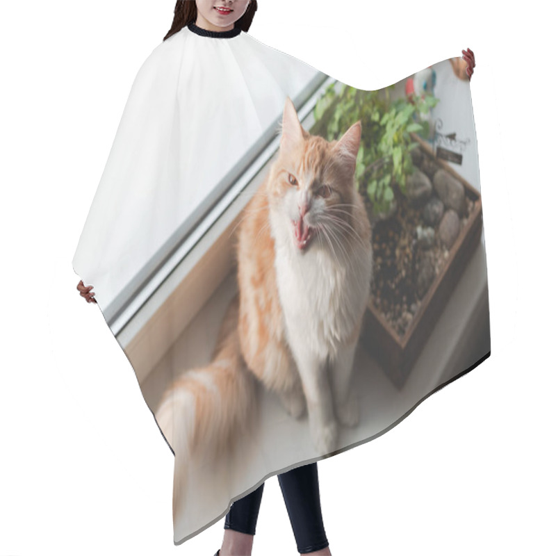 Personality  Cute Ginger Cat Resting On A Window Sill And Hissing. Hair Cutting Cape