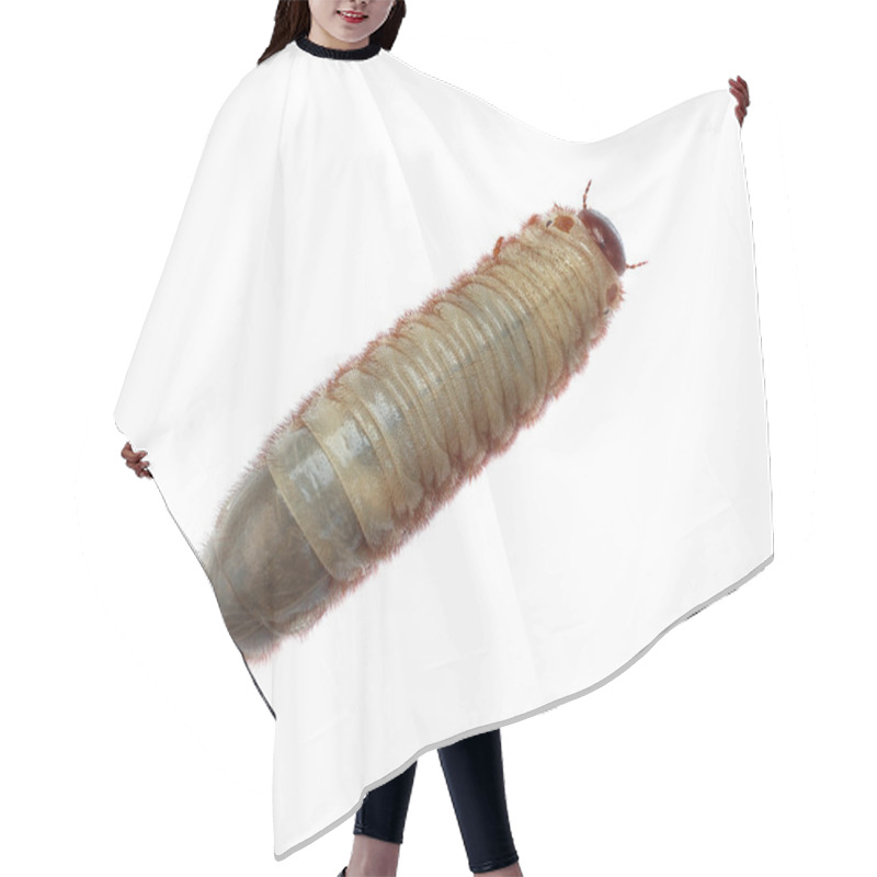 Personality  Image Of Worm Beetle On A White Background. Hair Cutting Cape