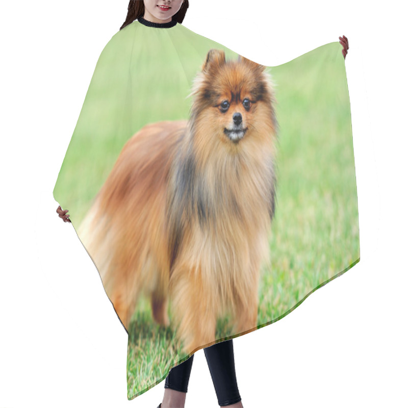 Personality  Brown Pomeranian Dog Hair Cutting Cape