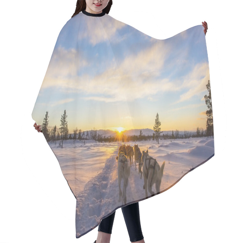 Personality  Dog Sledding With Huskies In Beautiful Sunset Hair Cutting Cape