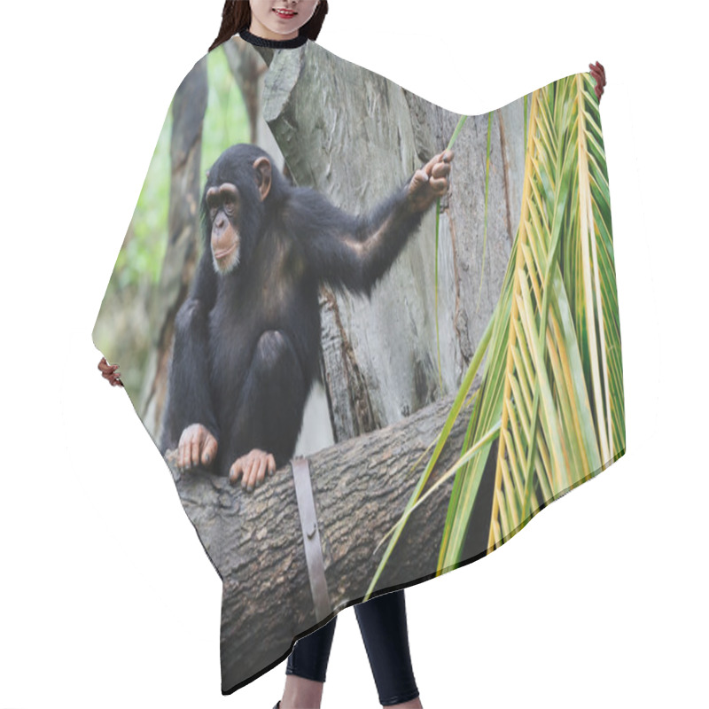 Personality  Chimpanzee Hair Cutting Cape