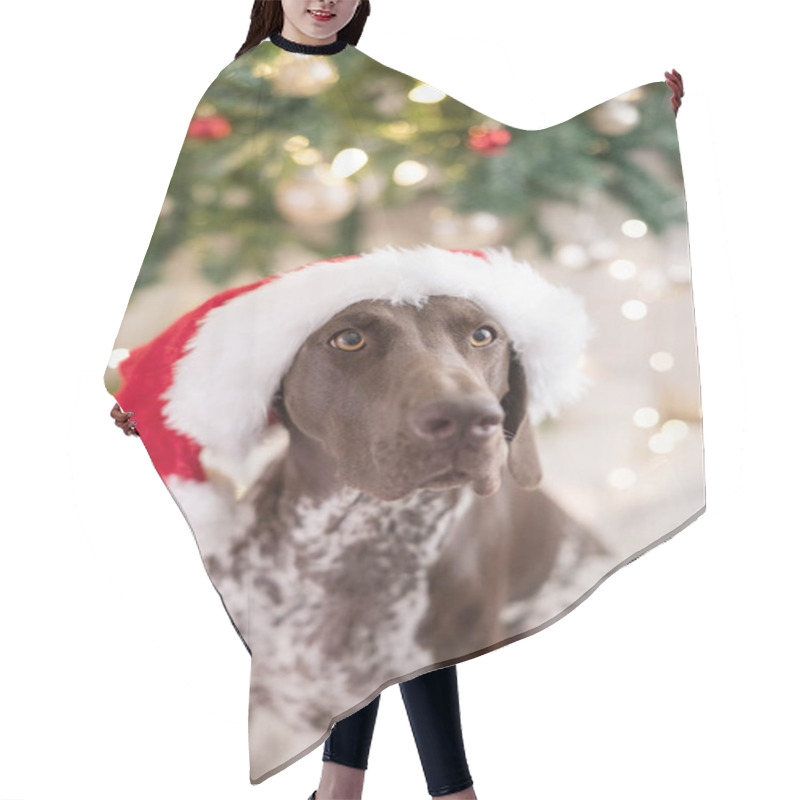 Personality  GSP Dog Wearing A Santa Claus Hat In Front Of Christmas Tree Hair Cutting Cape