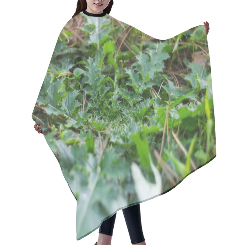 Personality  Close-up Photo Of A Large Green Leaf, Possibly With Small Leaves And Flower Buds Or Twigs, In A Dense Wild Growth Environment Under Natural Daylight Hair Cutting Cape