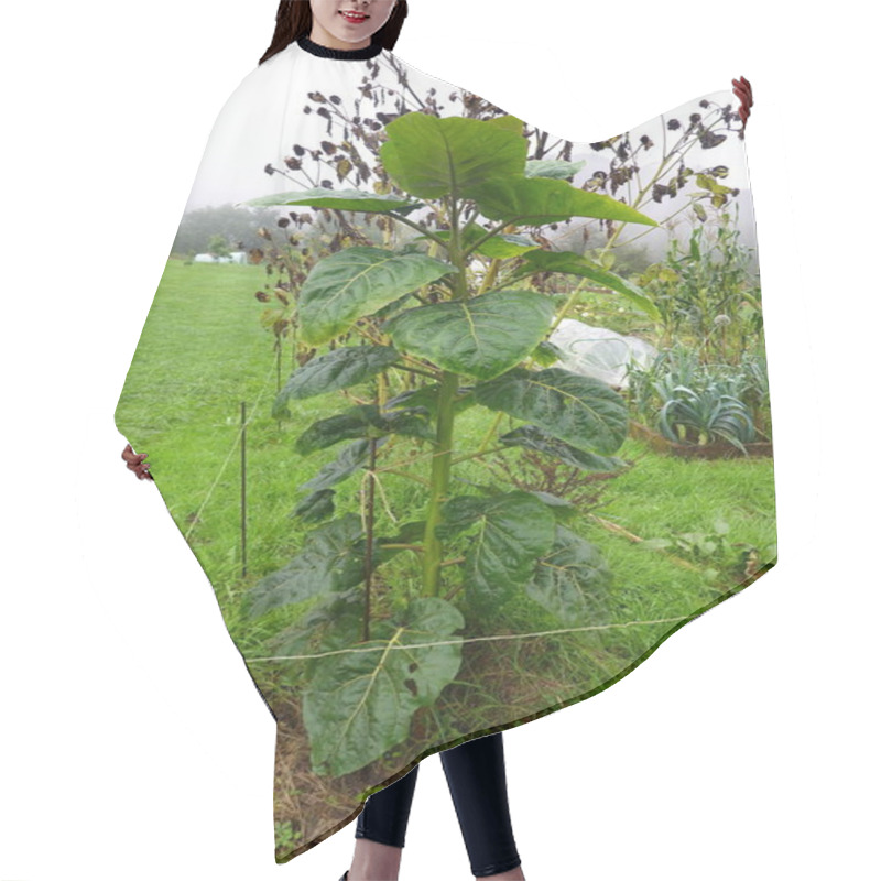 Personality  Large Nicotiana Glauca, Or Tree Tobacco, Growing In A Permaculture Garden, Showing Large Green Leaves And Dry Seed Pods Hair Cutting Cape