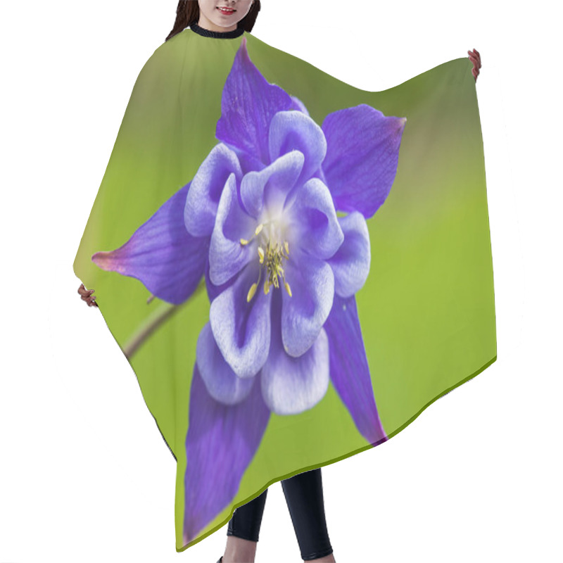 Personality  Close Up Of Blue Columbine Aquilegia Blossom Growing On Aspen Forest Floor Hair Cutting Cape