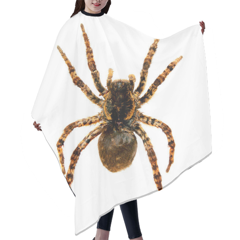 Personality  Spider A Tarantula Lycosa Singoriensis Hair Cutting Cape