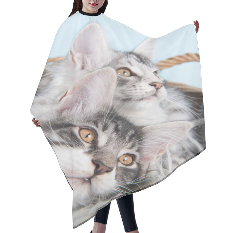 Personality  Maine Coon Kittens In Basket Hair Cutting Cape