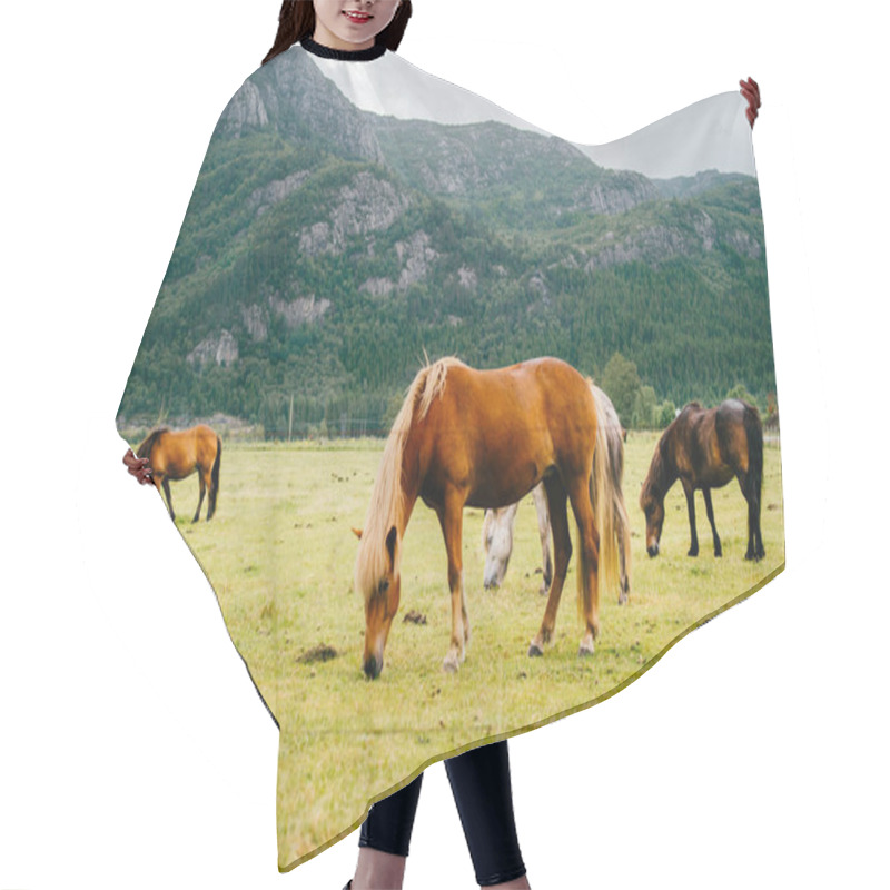 Personality  Wildlife In Norway. Scandinavian Fjord Beautiful Horses On Pasture Eat Grass On Field In Summer Rainy Weather. Cloudy Sky. Mountains On Background. Rocks. Funny Mammal Animals. Rural. Travel. Nature. Hair Cutting Cape