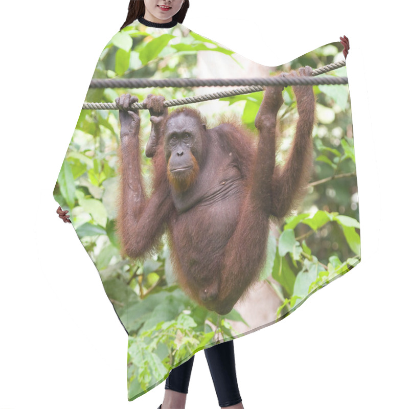 Personality  Bornean Orangutan Hair Cutting Cape