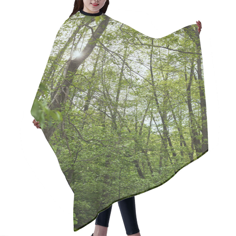 Personality  Low Angle View Of Green Forest With Leaves Trees Hair Cutting Cape