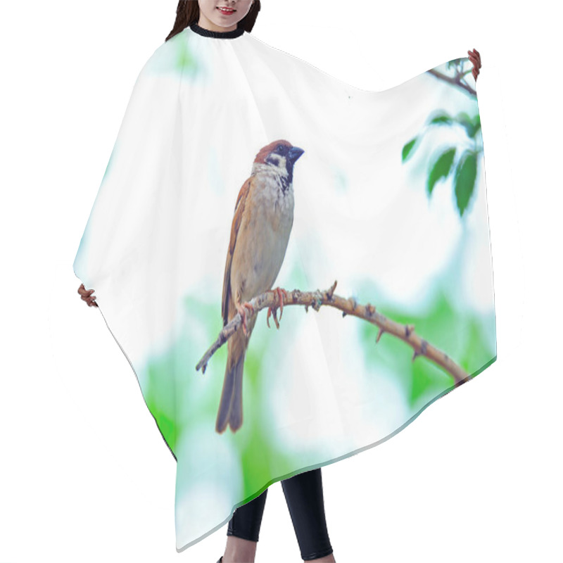 Personality  Flamingos  Telephoto Lens Shooting Hair Cutting Cape