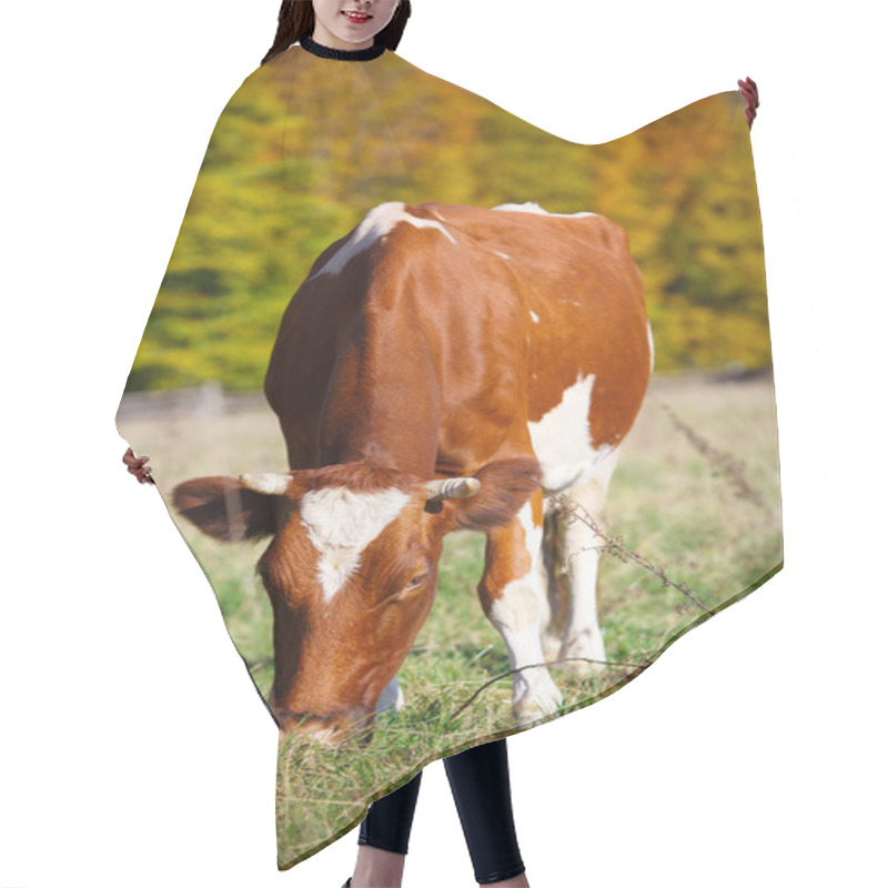 Personality  Single Cow Grazes In Field. Blazing Orange Maple Tree Highlights Green Pasture. Hair Cutting Cape