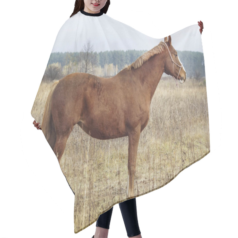 Personality  Brown Horse With A White Blaze On His Head Is Standing On Background Of The Autumn Forest Hair Cutting Cape