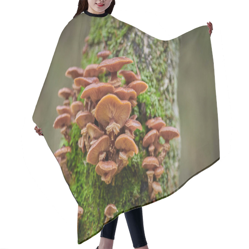 Personality  Large Caps Mushrooms On A Tree On A Background And With Raindrop Hair Cutting Cape