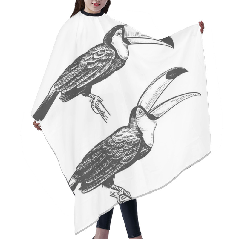 Personality  Toucan. Hand Drawing Of Bird From Wild. Black Figure On White Background. Vector Illustration. Vintage Engraving Style. Realistic Isolated Figure Of Tropical Bird With Large Beak. Nature Concept. Hair Cutting Cape