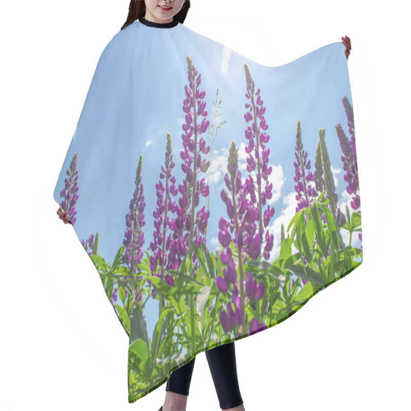 Personality  Lupinus In Sunny Day Against A Blue Sky. Summer Meadow In Bloom. Hair Cutting Cape