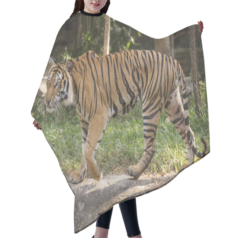 Personality  Bengal Tiger Walking  Hair Cutting Cape