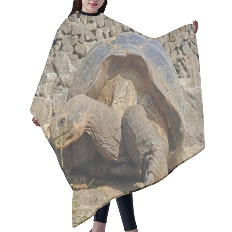 Personality  Galapagos Tortoise, Galapagos Islands, Ecuador Hair Cutting Cape