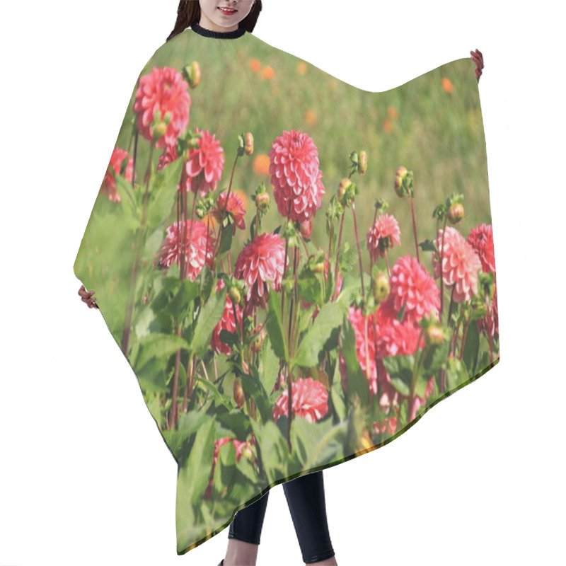 Personality  Red Asters Blooming In The Garden On A Sunny Summer Day Hair Cutting Cape