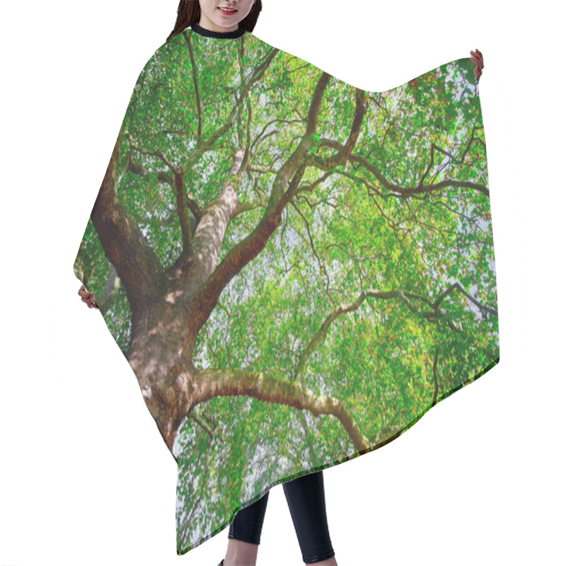 Personality  Old Tree Branches Hair Cutting Cape