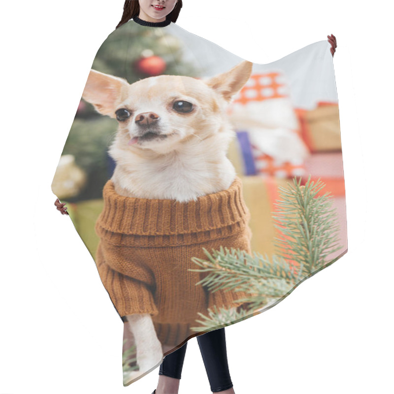 Personality  Little Chihuahua Dog In Brown Sweater With Christmas Gifts Behind At Home Hair Cutting Cape