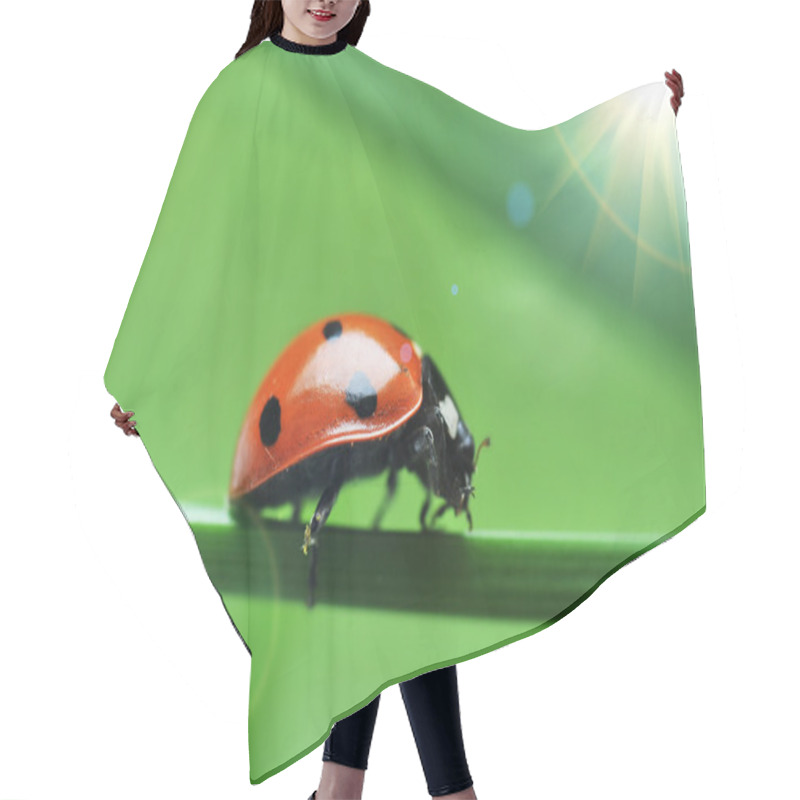 Personality  Ladybug On Grass Hair Cutting Cape