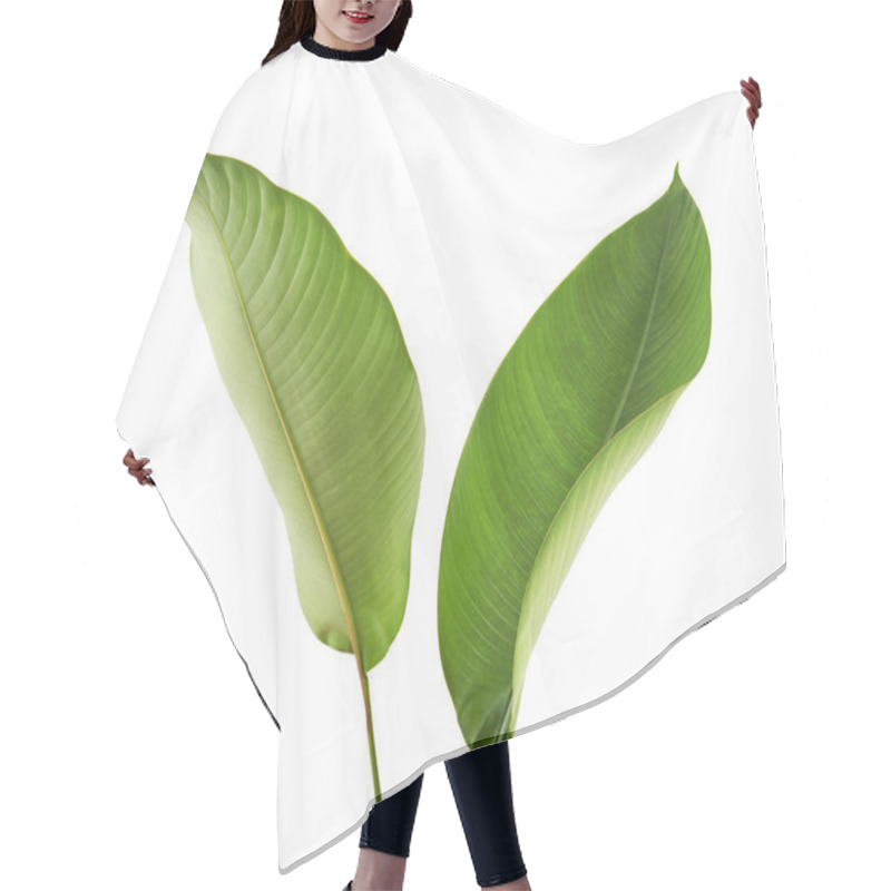 Personality  Strelitzia Reginae, Heliconia, Tropical Leaf, Bird Of Paradise Foliage Isolated On White Background, With Clipping Path  Hair Cutting Cape