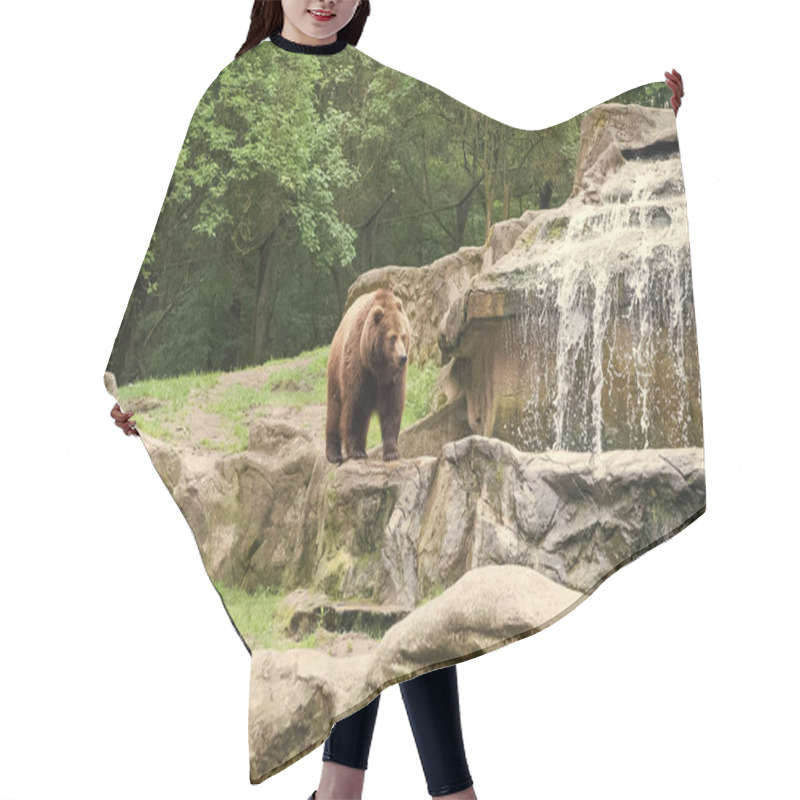 Personality  Cute Big Bear Stony Landscape Nature Background. Zoo Concept. Animal Wild Life. Adult Brown Bear In Natural Environment. Animal Rights. Friendly Brown Bear Walking In Zoo Hair Cutting Cape