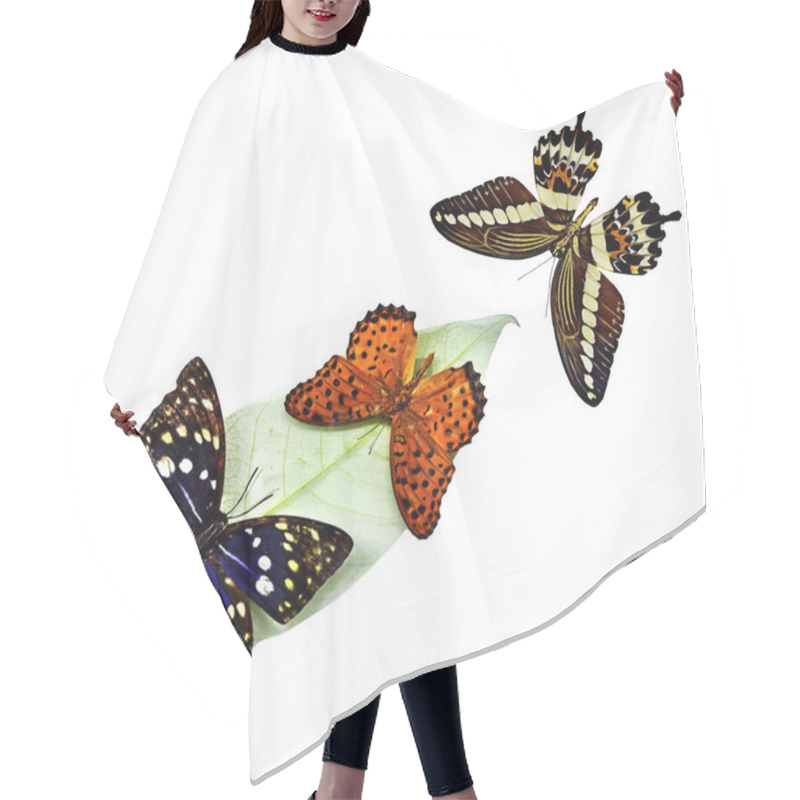 Personality  Butterflies Hair Cutting Cape