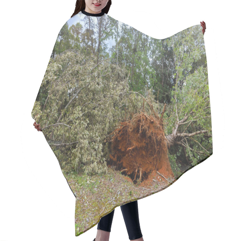 Personality  High Winds Have Uprooted Multiple Trees In This Forested Area, Exposing Their Roots Causing Substantial Destruction To Landscape Environment Around After Hurricane Hair Cutting Cape