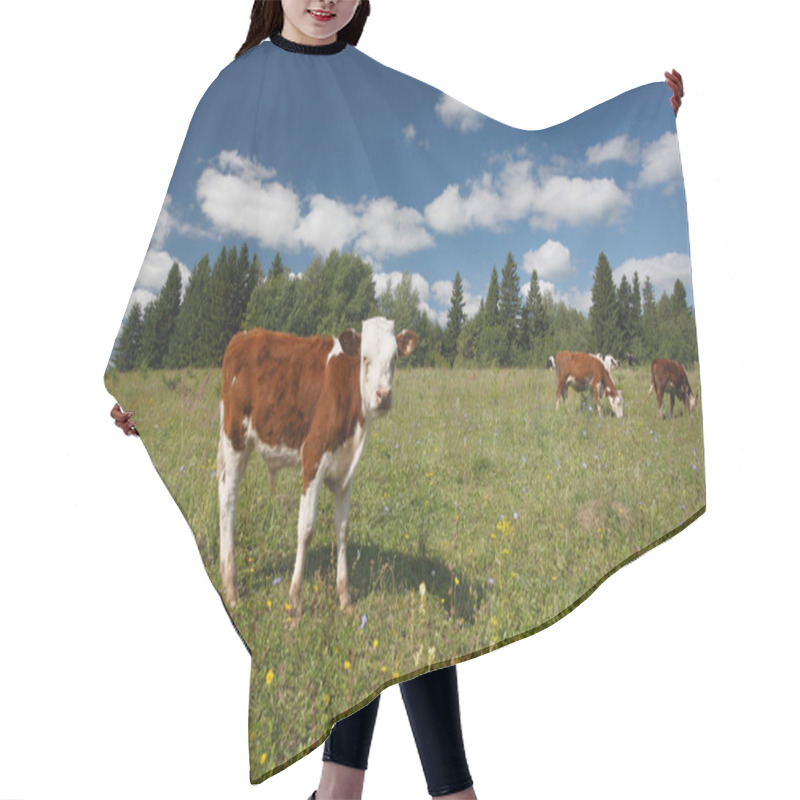 Personality  Calf On Green Grass And Cows Near The Forest Hair Cutting Cape