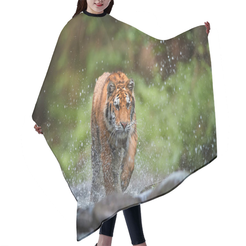 Personality  Young Siberian Tiger, Panthera Tigris Altaica, Walking In A Forest Stream Against Dark Green Spruce Forest. Tiger Among Water Drops In A Typical Taiga Environment. Direct View, Low Angle Photo. Russia Hair Cutting Cape