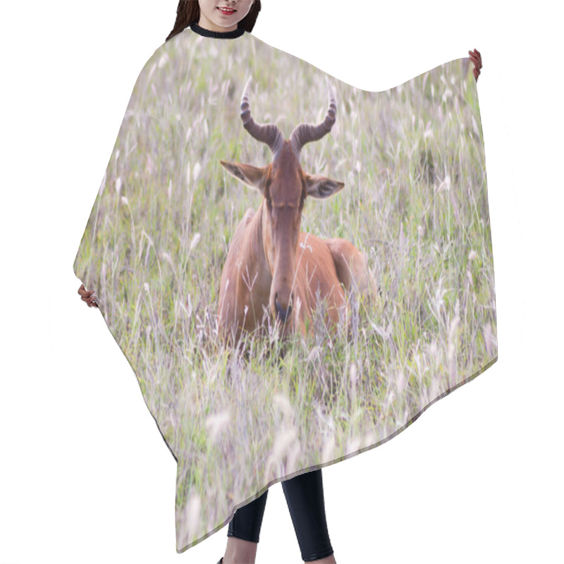 Personality  Hirola In The Savanna Hair Cutting Cape