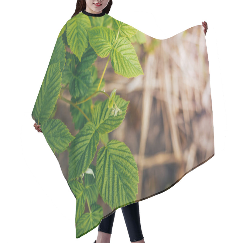 Personality  Raspberry Leaves, Green Wallpaper Hair Cutting Cape