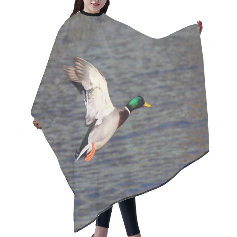 Personality  The Wild Drake Flies Hair Cutting Cape