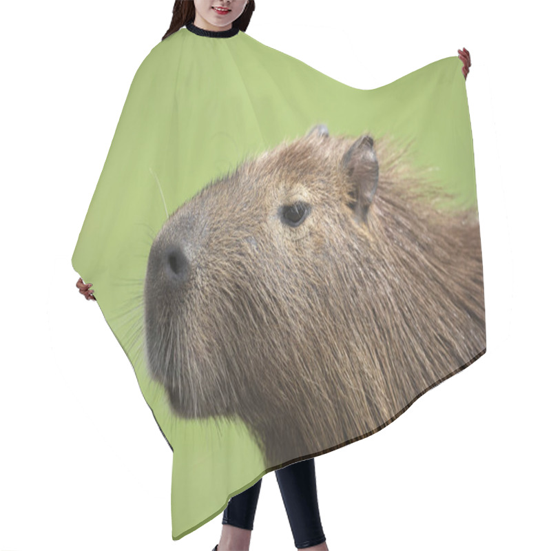 Personality  Close Up Of Capybara Against Green Background Hair Cutting Cape