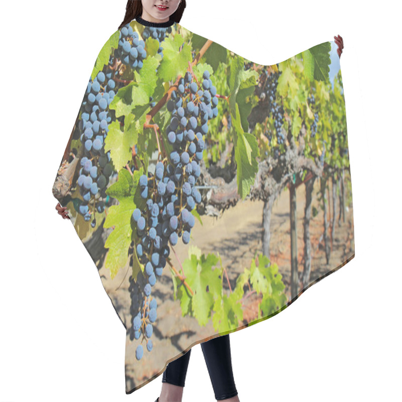 Personality  Grapes On The Vine In The Napa Valley Of California Hair Cutting Cape