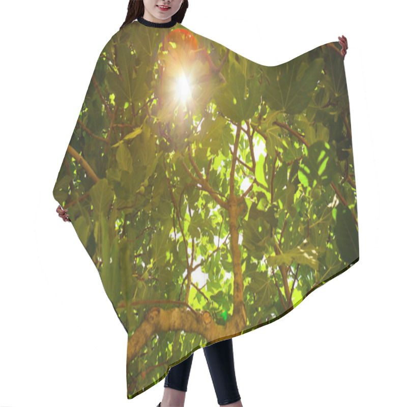 Personality  Sun Shining Throught The Fig Tree Foliage Hair Cutting Cape