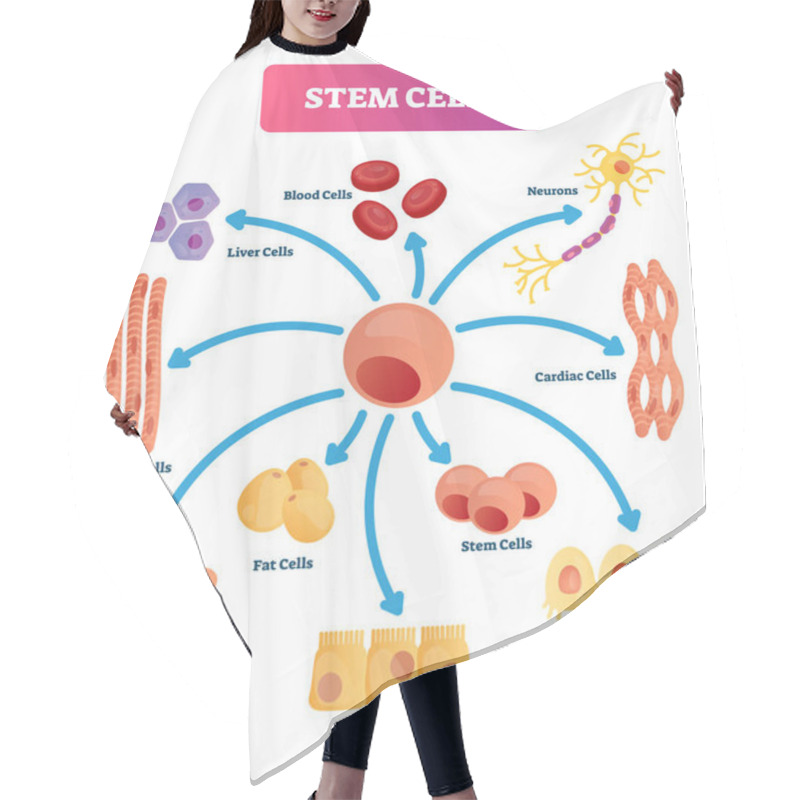 Personality  Stem Cells Vector Illustration. Medical Labeled Diagram With All Kind Cells Hair Cutting Cape