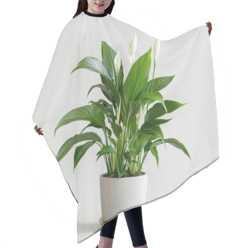 Personality  A Beautiful Peace Lily Plant With Lush Green Leaves And Elegant White Flowers, Adding A Touch Of Nature To Any Space. Hair Cutting Cape