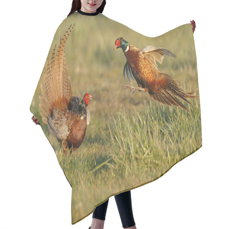 Personality  Pheasant Males Are Fighting Hair Cutting Cape