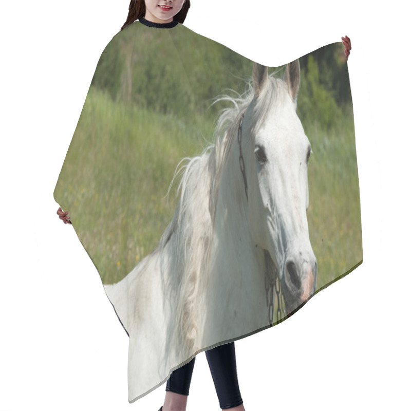 Personality  Horse Grazes On A Green Lawn Hair Cutting Cape