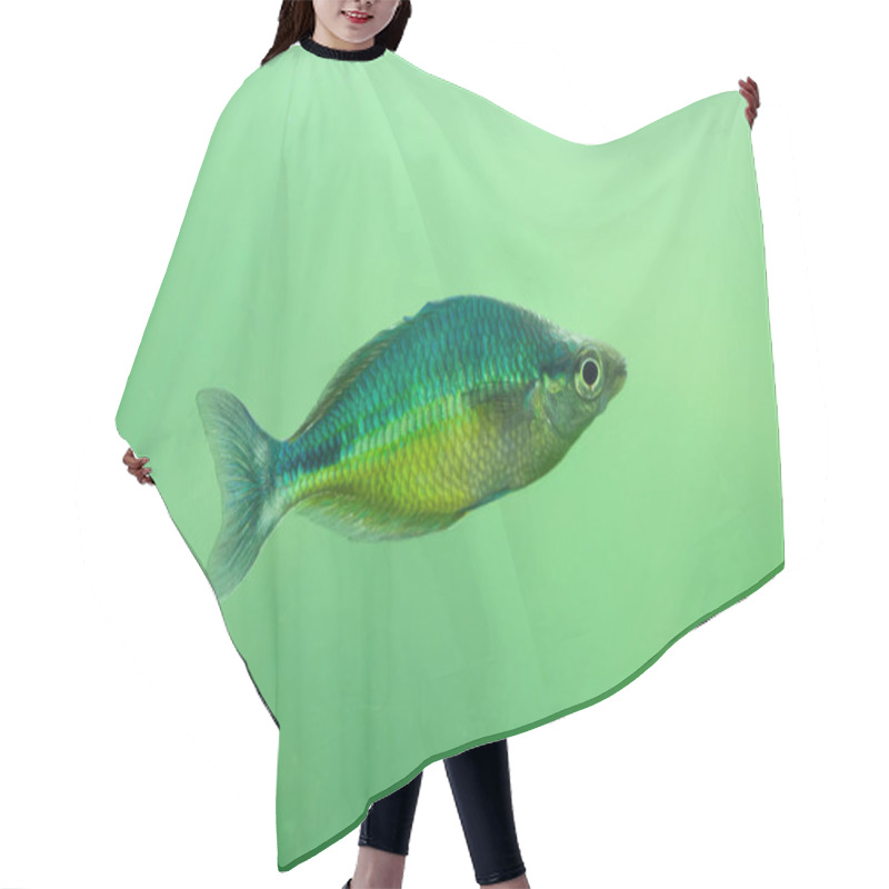 Personality  New Guinea Rainbowfish Hair Cutting Cape