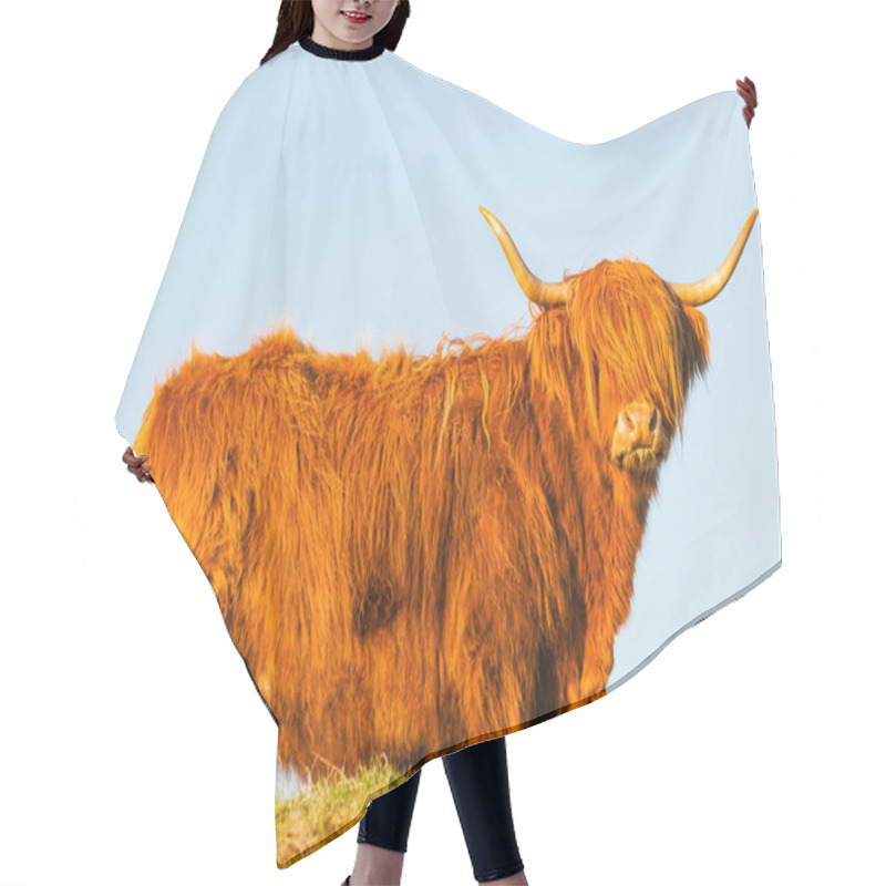 Personality  A Highland Cattle Against Blue Sky Hair Cutting Cape